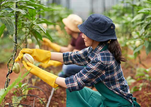 Modern Agriculture - C7娱乐APP
