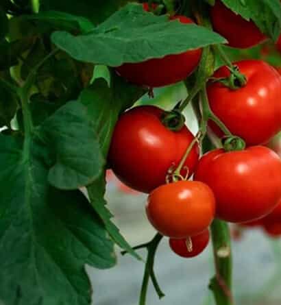 Modern Agriculture - C7娱乐APP